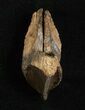 Huge, Unworn Triceratops Tooth - #5710-2